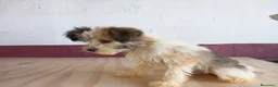 Perro Crestado Chino perros en venta: Crestados Chinos - Anuncio 4