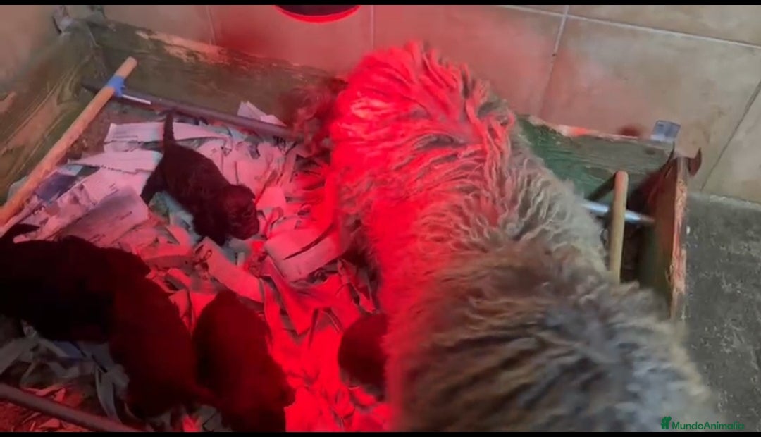 Perro de Agua Español perros en venta: Camada perro de agua español  - Anuncio 3