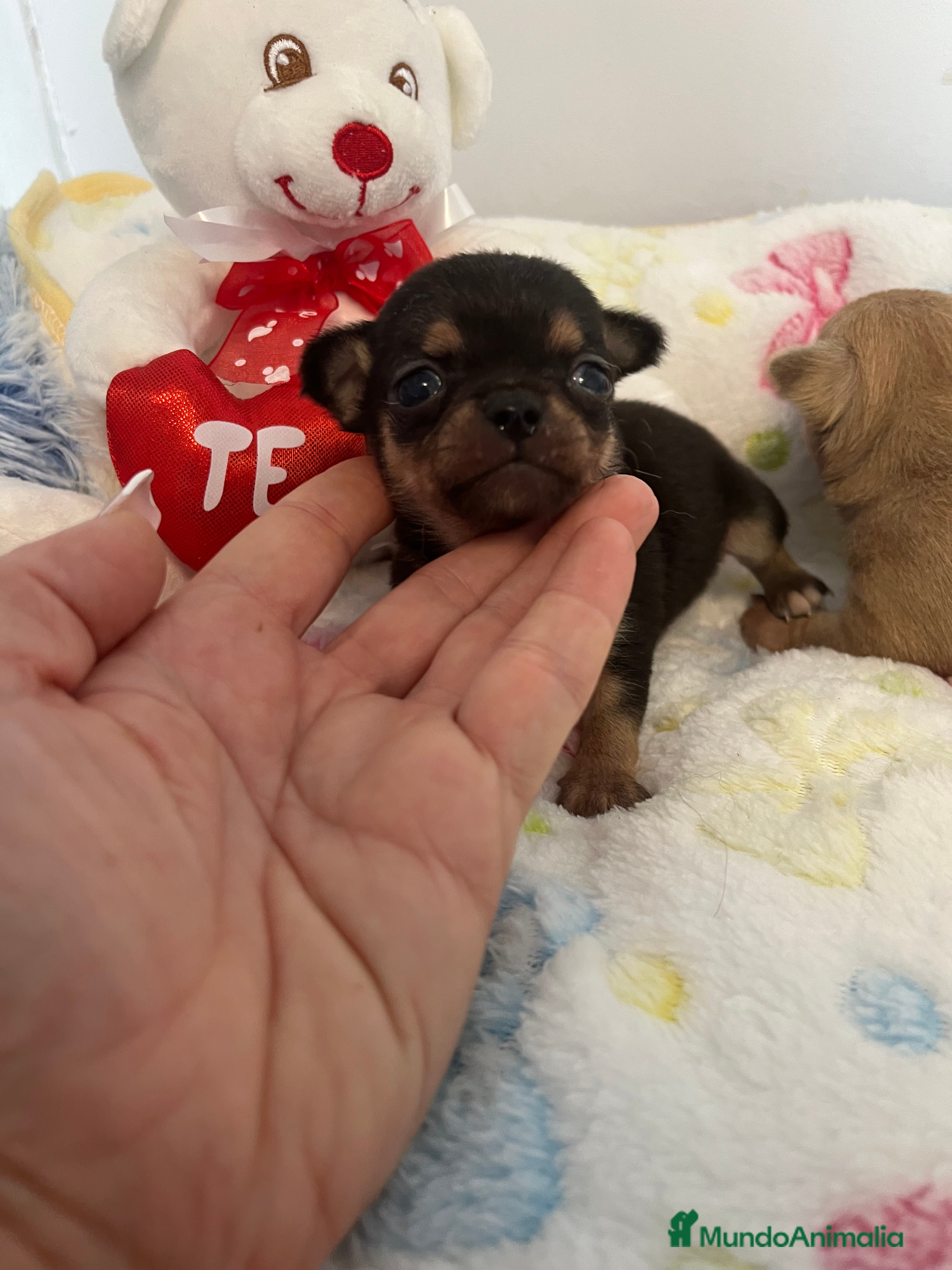 Chihuahua perros Chihuahuas miniaturas - Anuncio 2