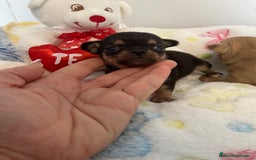 Chihuahua perros en venta: Chihuahuas miniaturas - Imagen 2