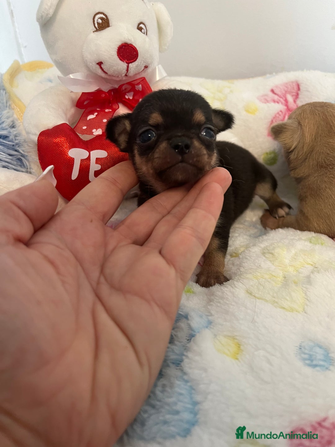 Chihuahua perros en venta: Chihuahuas miniaturas - Imagen 2