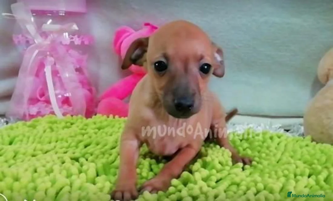 Imagen de galería {{count}}