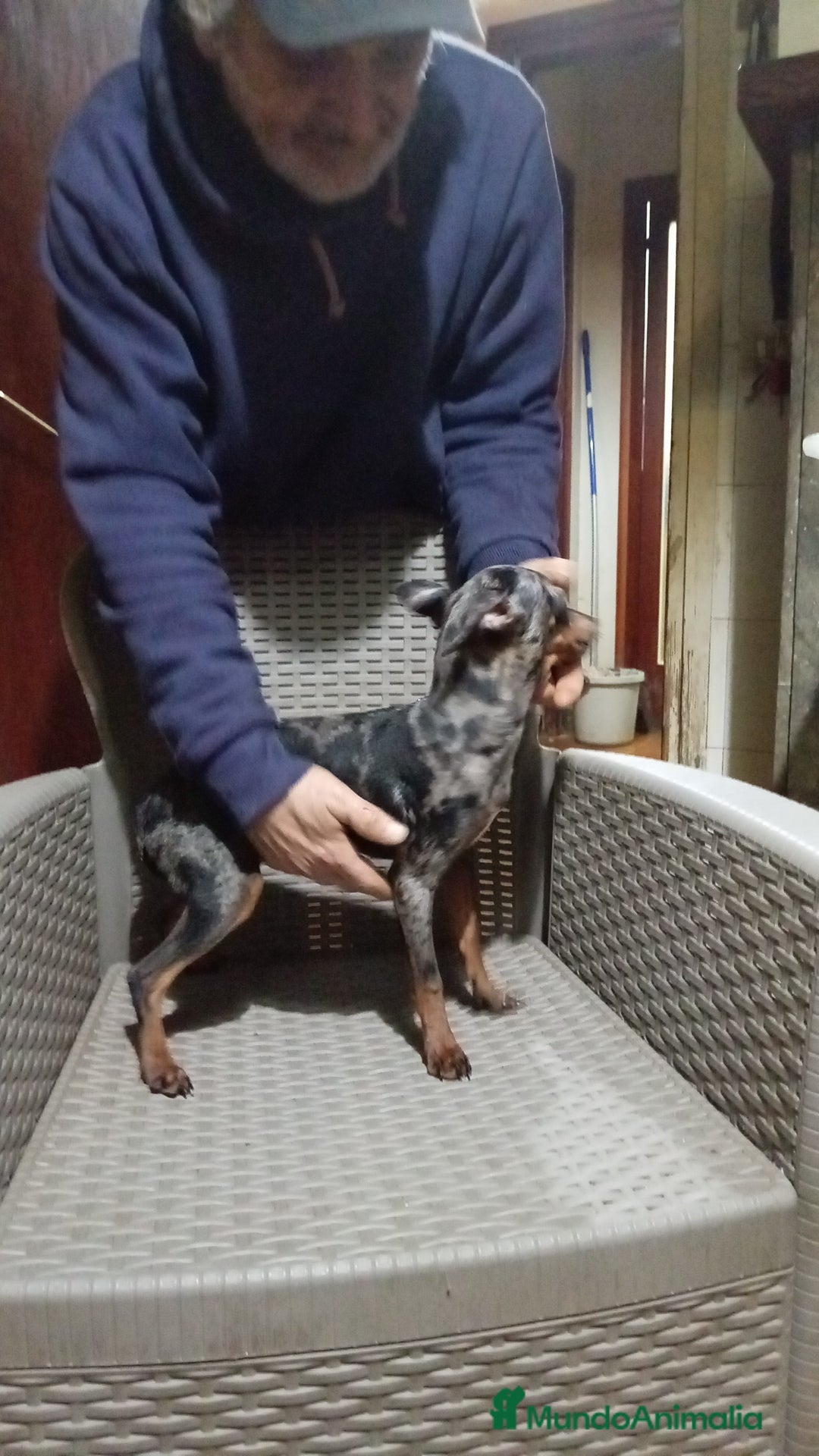 Ratón de Praga perros en venta: Ratón de praga - Anuncio 2