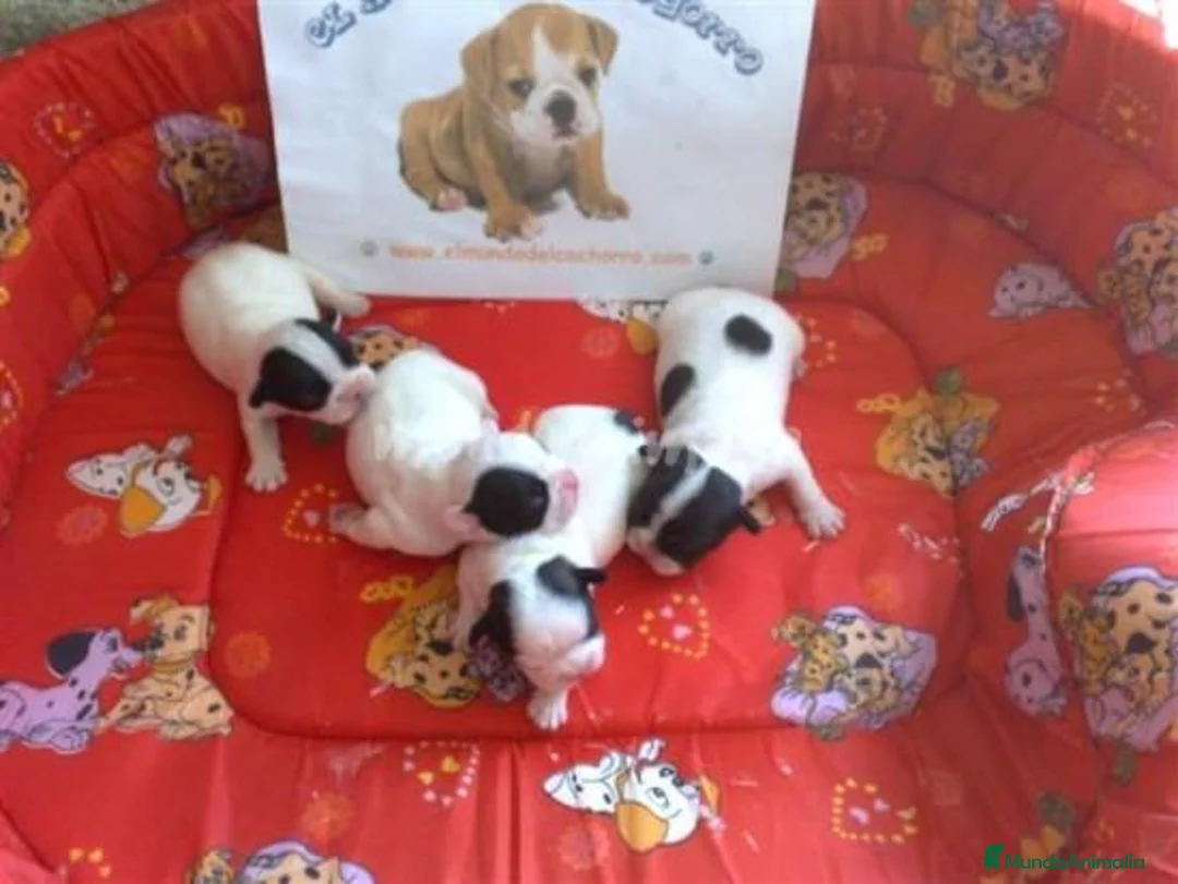 Imagen de galería {{count}}