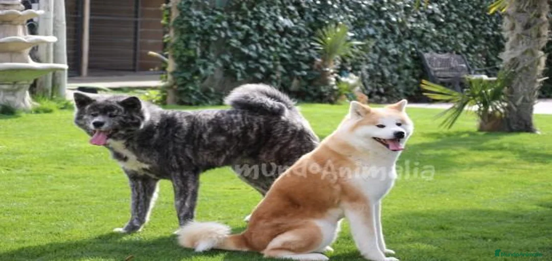 Imagen de galería {{count}}