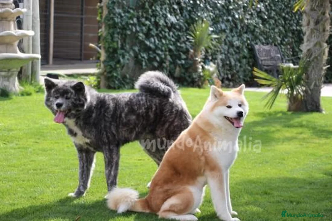 Imagen de galería {{count}}