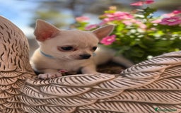 Chihuahua perros en venta: Chihuahua blanco cabeza manzana  - Imagen 5