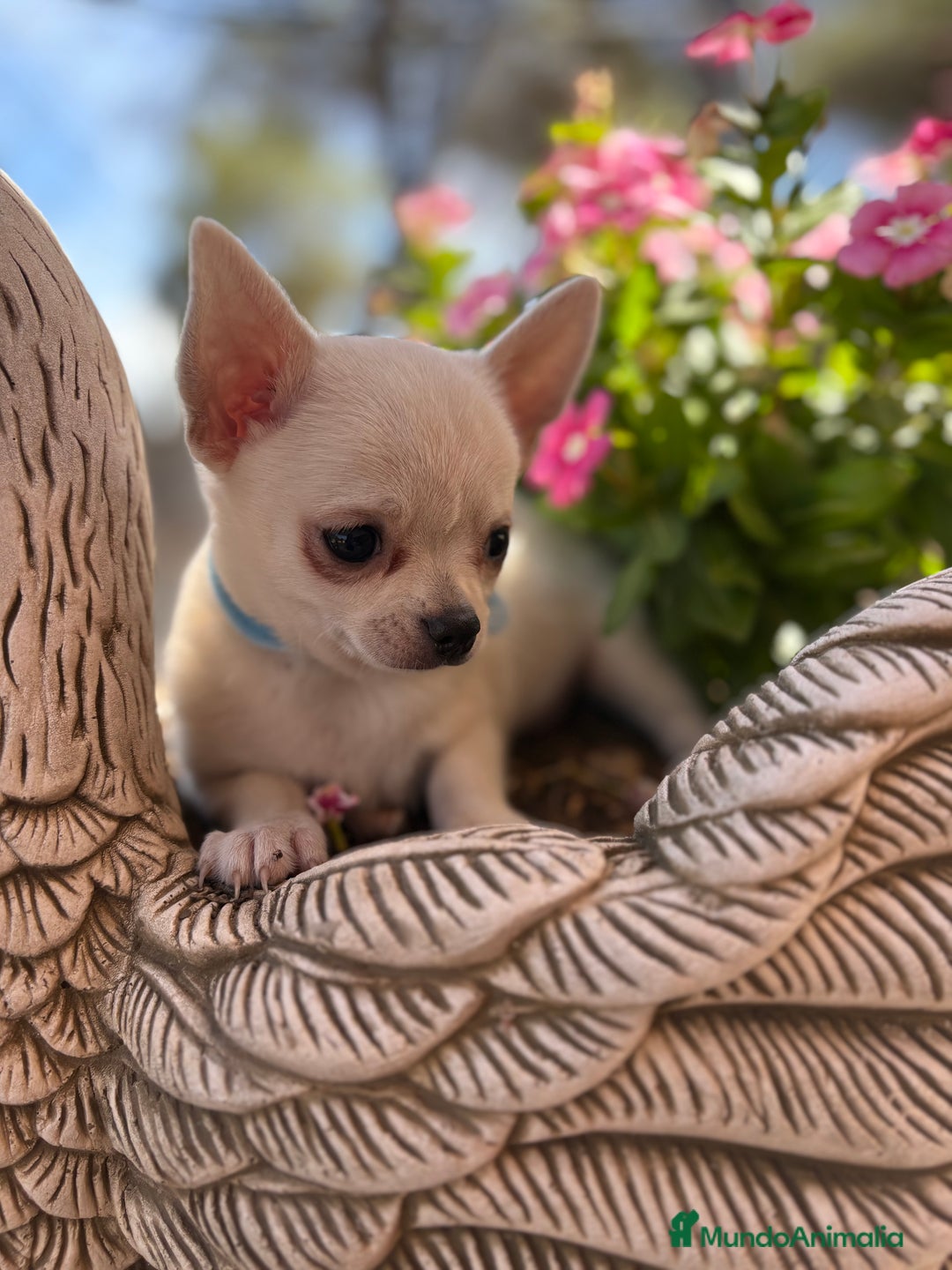 Chihuahua perros en venta: Chihuahua blanco cabeza manzana  - Imagen 5
