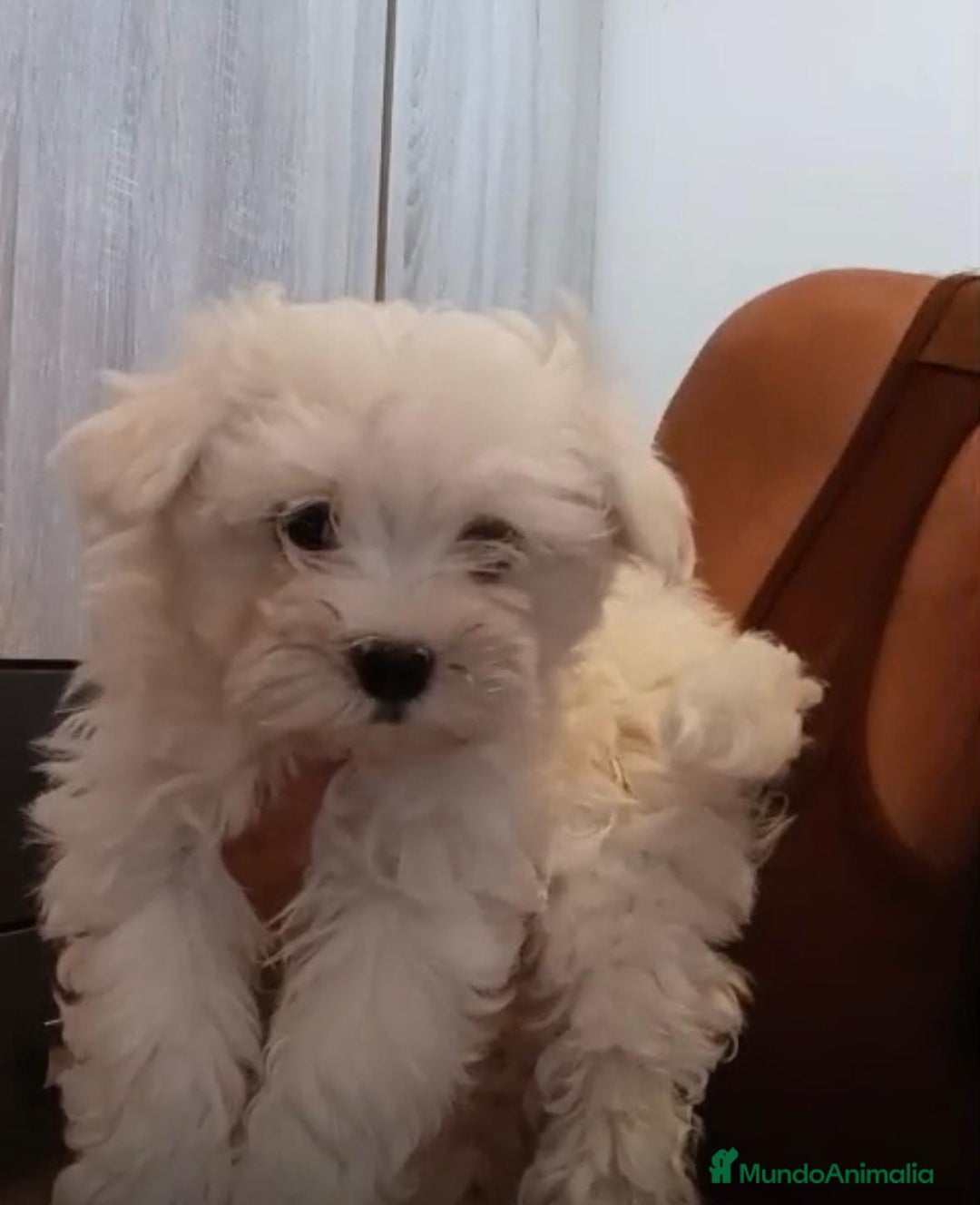 Bichón Maltés perros en venta: Bichon maltés toy  - Imagen 10