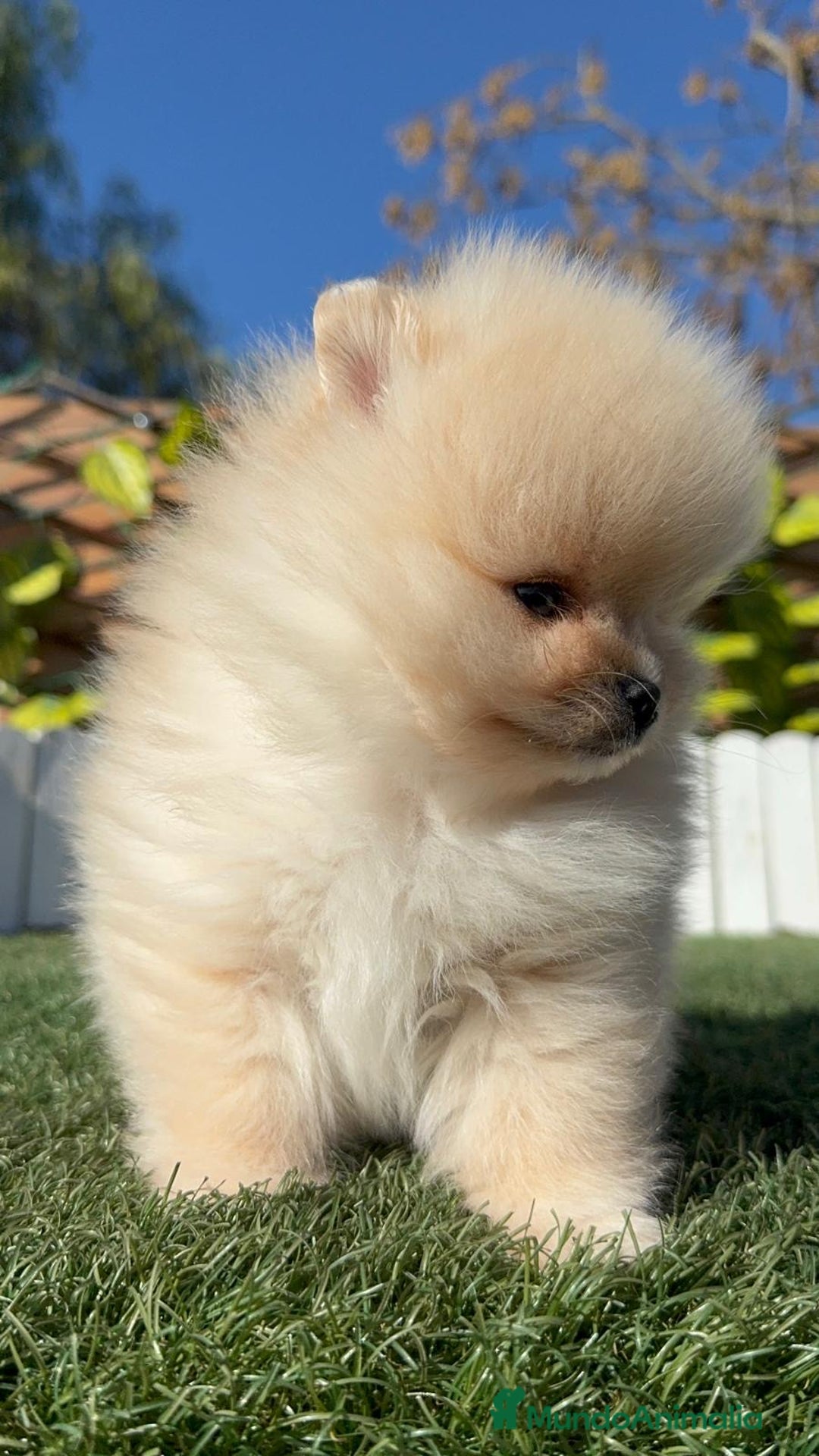 Pomerania perros en venta: POMERANIA CARA DE OSITO - Anuncio 11