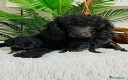 Caniche Toy perros en venta: CANICHE TOY HEMBRA - Imagen 11