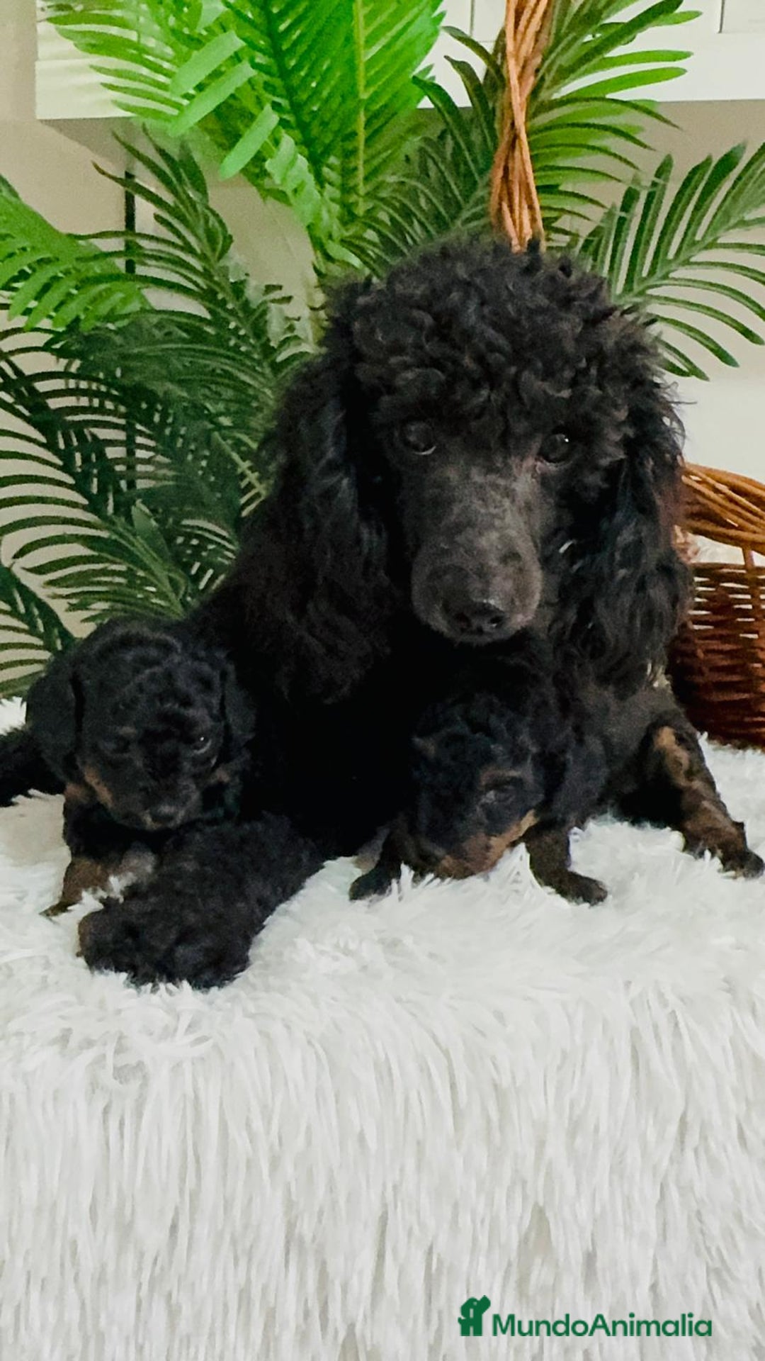 Caniche Toy perros en venta: CANICHE TOY HEMBRA - Imagen 11