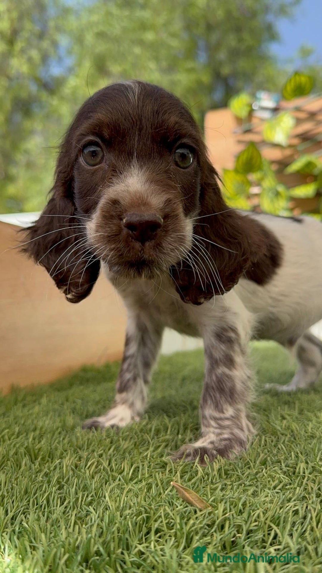 Cocker Spaniel Inglés perros en venta: COCKER SPANIEL RUANO - Imagen 5