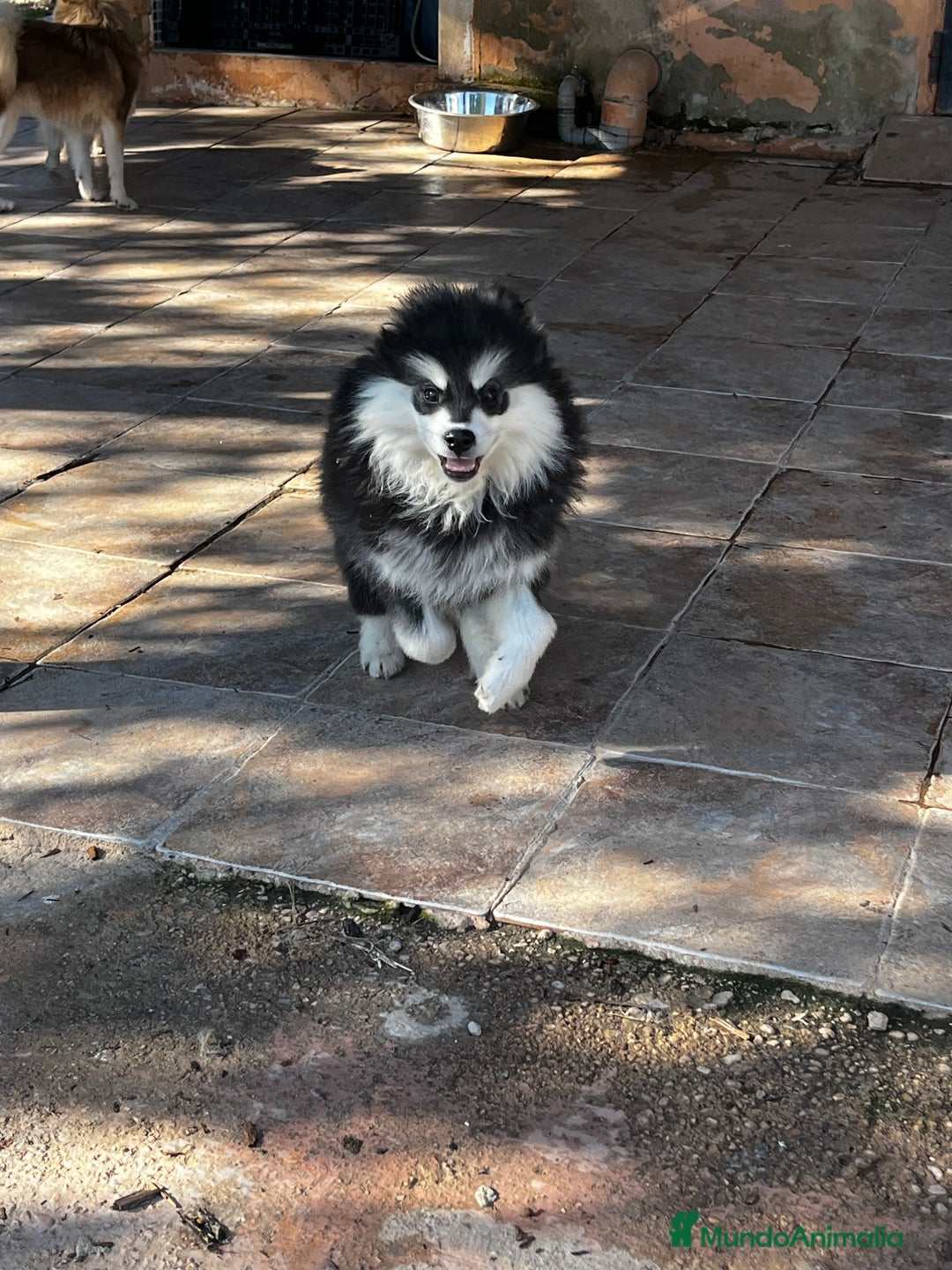 Pomsky perros en venta: Pomsky multigeneracional mini - Anuncio 5