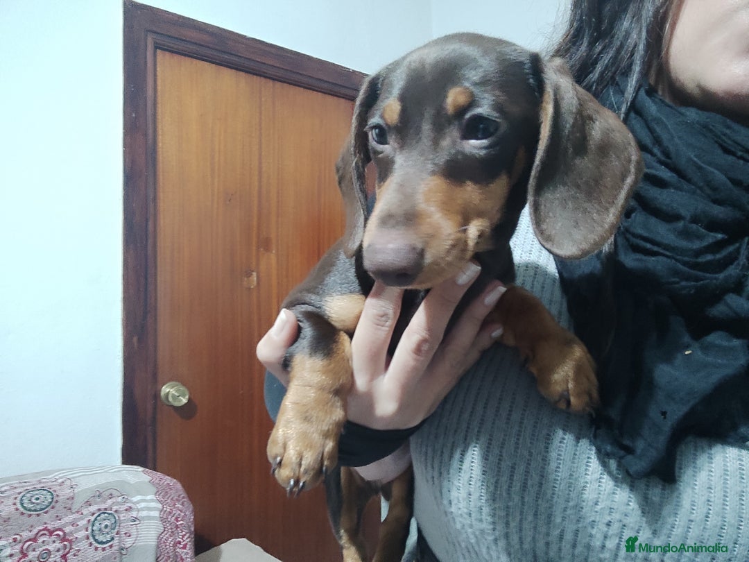 Teckel perros en venta: Teckel kaniche precio real - Anuncio 3