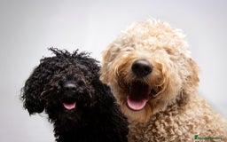 Perro de Agua Español perros en venta: Ultimo perro de aguas - Imagen 8
