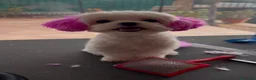 Bichón Maltés perros en venta: Bichon Mates linea coreana - Anuncio 3