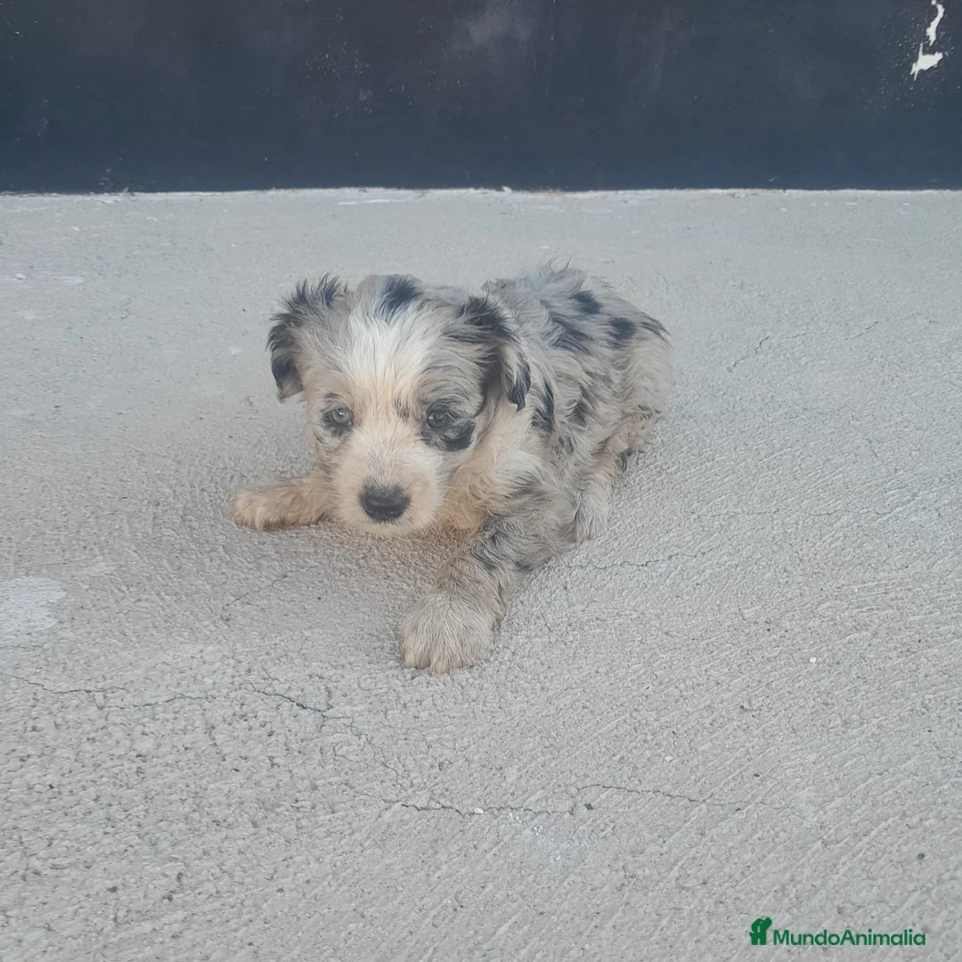 Border Collie perros en venta: BORDER COLLIE - Anuncio 19