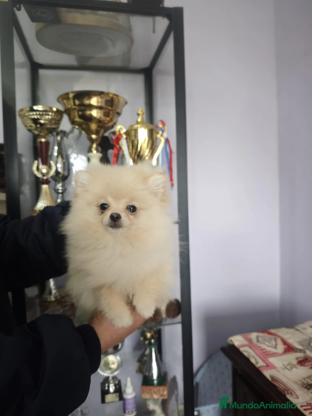 Pomerania perros en venta: POMERANIA LULU hembra MINIATURA - Anuncio 4
