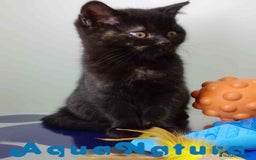 Británico de Pelo Corto gatos en venta: British Hembra 7790 AQUANATURA - Anuncio 5