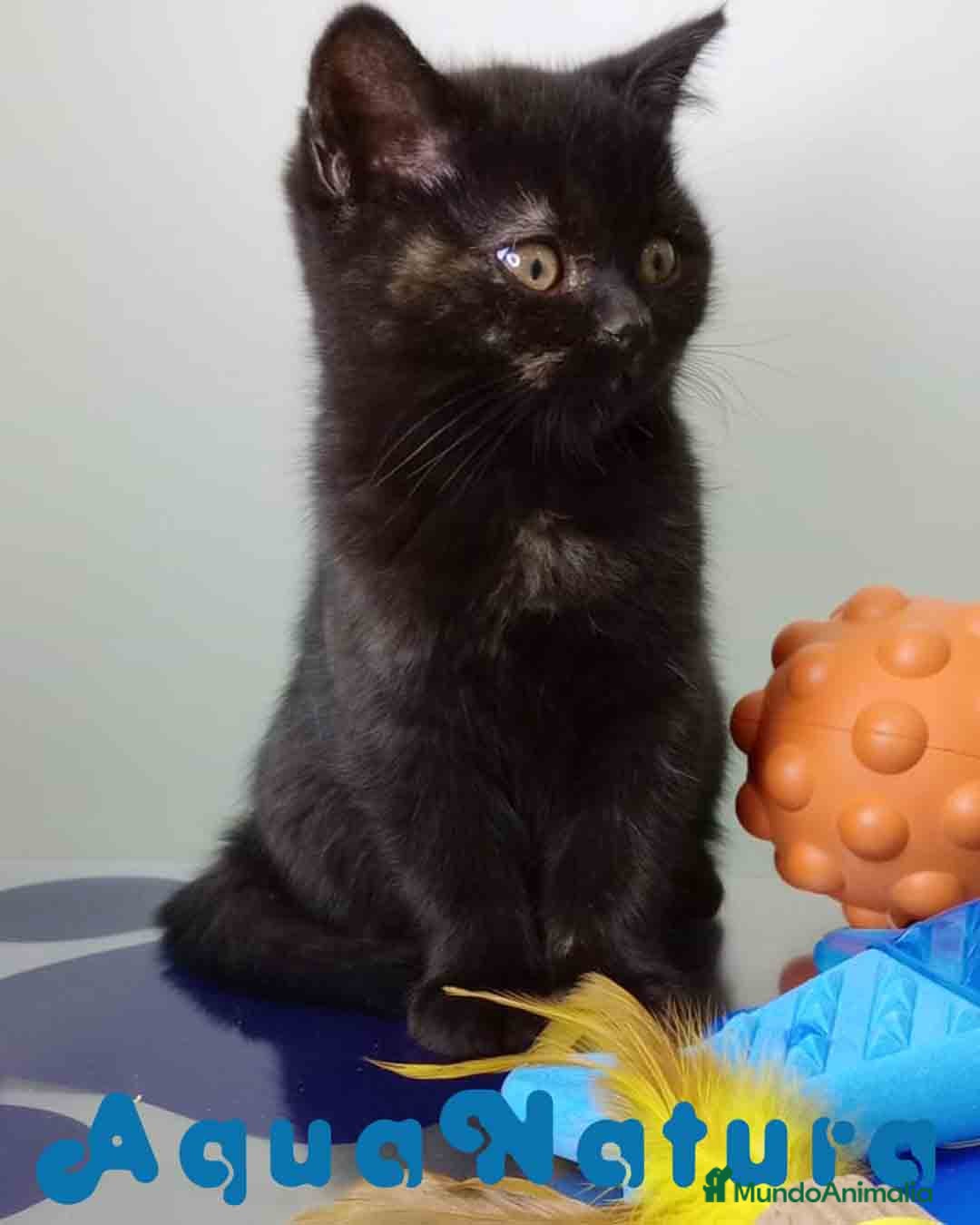 Británico de Pelo Corto gatos en venta: British Hembra 7790 AQUANATURA - Anuncio 5