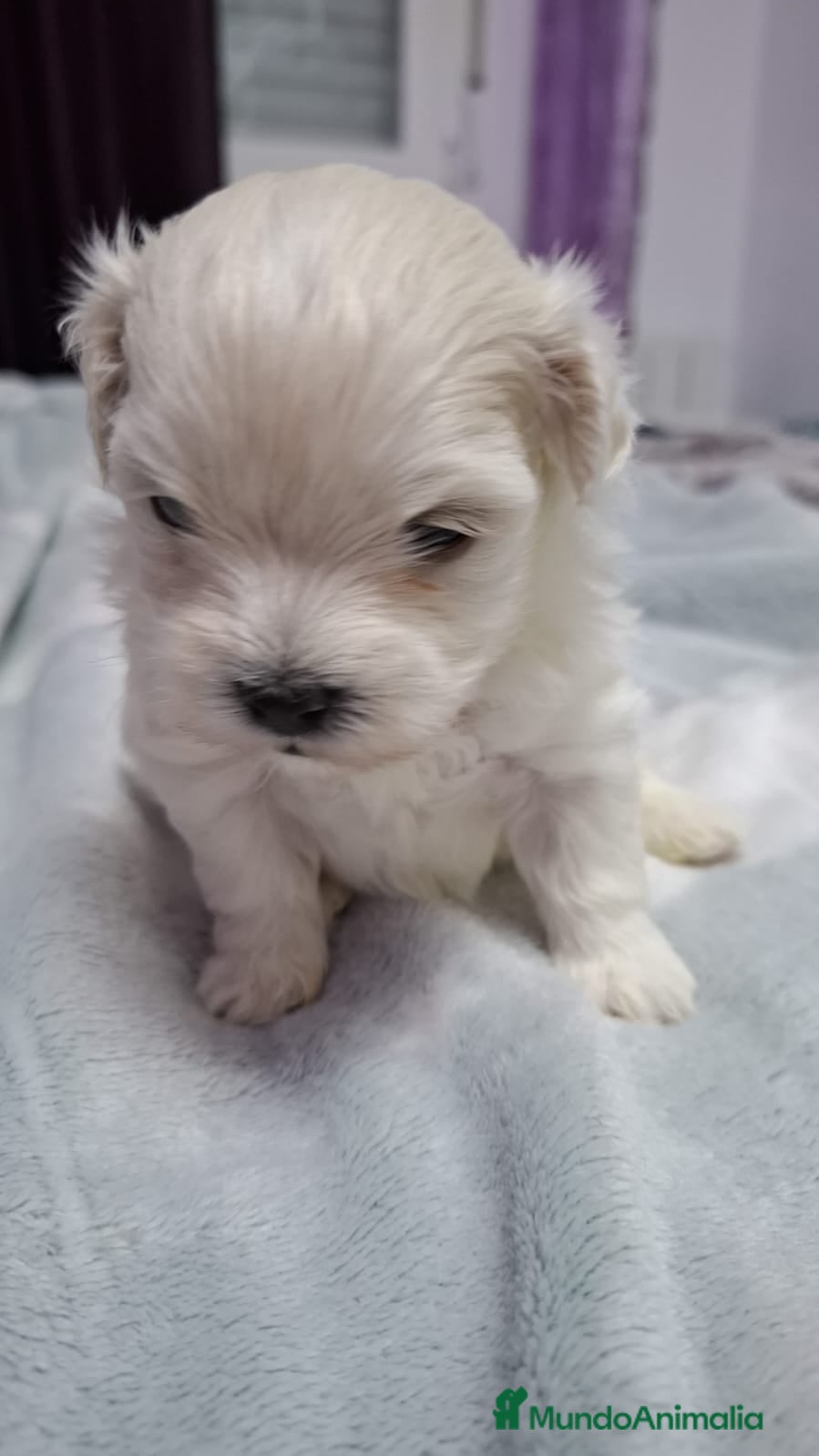 Bichón Maltés perros Bichón Maltes linea Americana  - Anuncio 3