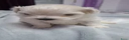 Bichón Maltés perros en venta: Bichón Maltes linea Americana  - Anuncio 1