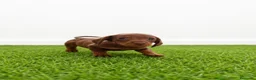 Teckel Miniatura perros en venta: Teckel minis y kanichen maxima calidad - Anuncio 14