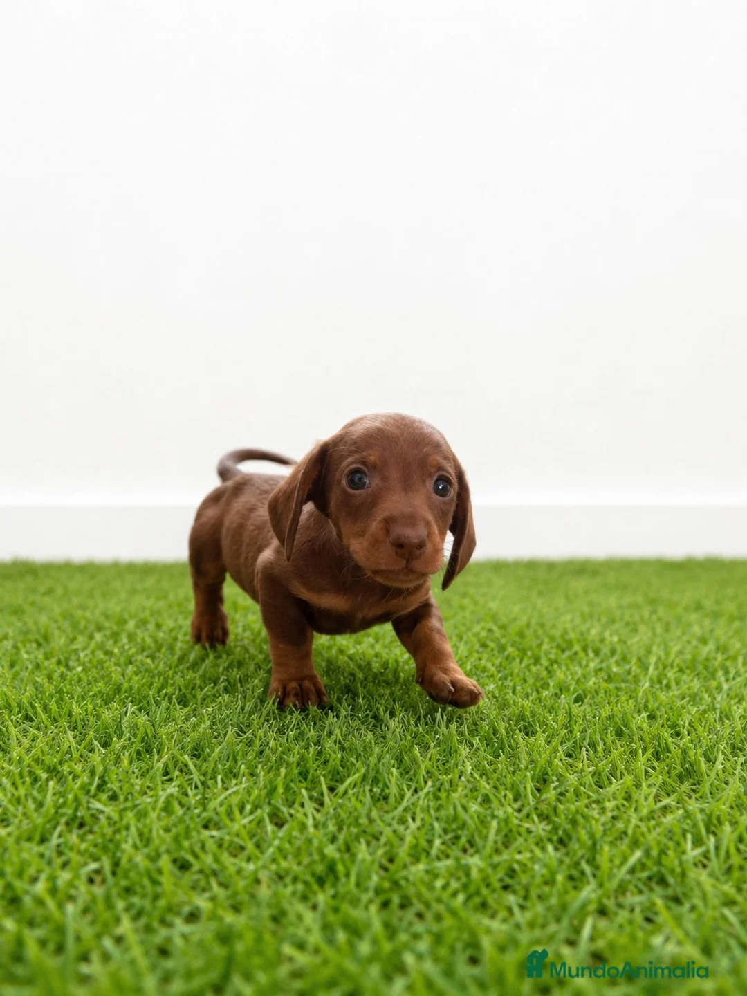 Teckel Miniatura perros en venta: Teckel minis y kanichen maxima calidad - Anuncio 14