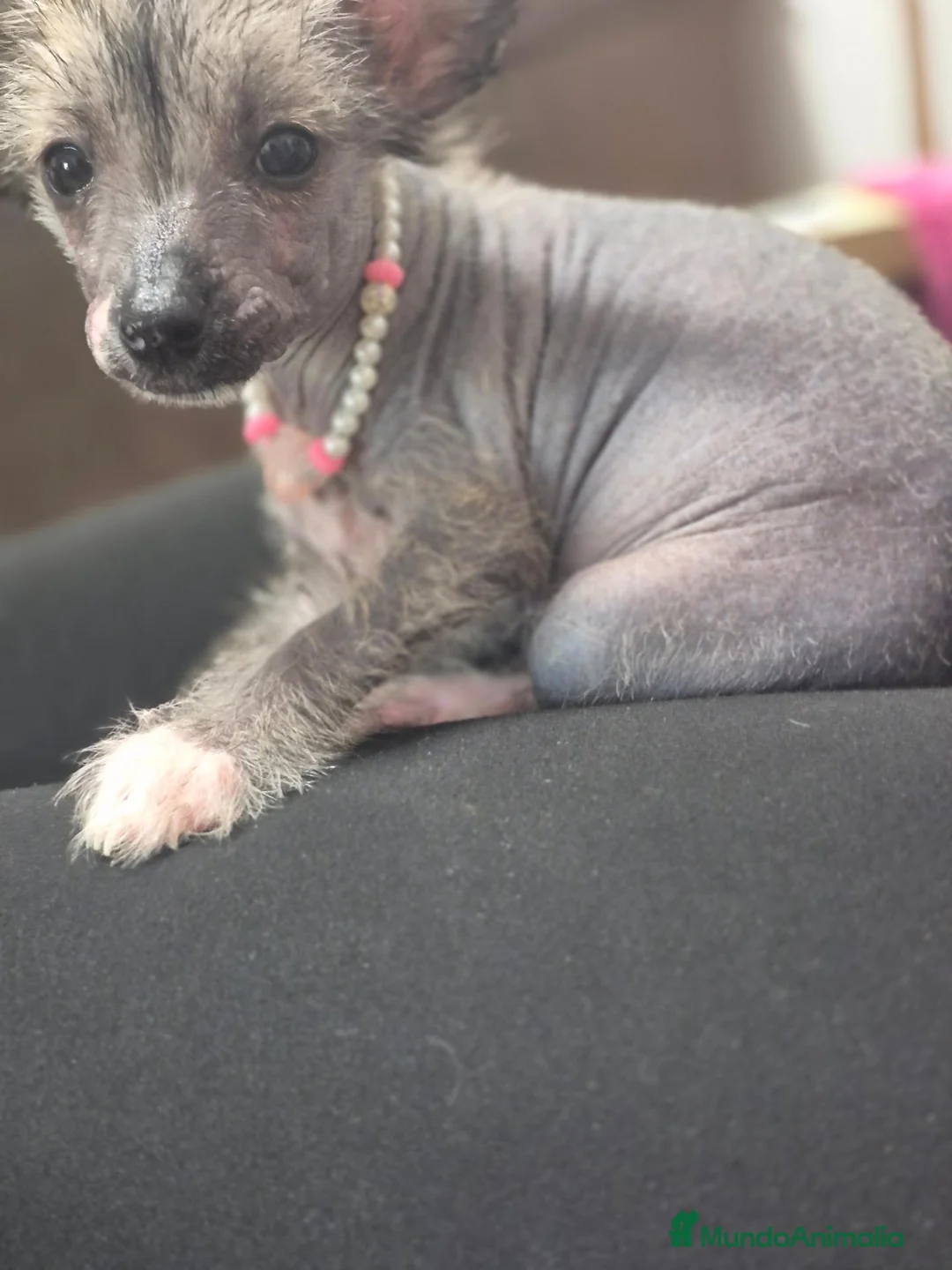 Perro Crestado Chino perros en venta: Crestado chino - Anuncio 1