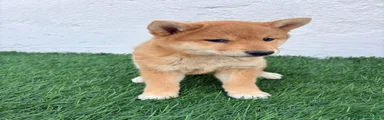 Shiba Inu 2