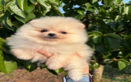 Pomerania perros en venta: Pomerania Macho  - Imagen 6