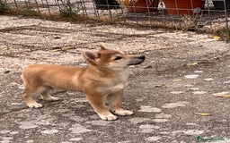 Shiba Inu perros en venta: Shiba inu - Imagen 3