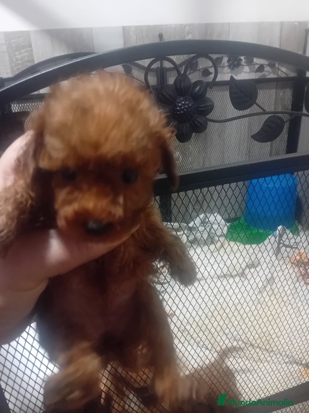 Caniche Toy perros en venta: ‼️‼️CANICHE TOY ROJOS 50% ASIÁTICOS  - Anuncio 2