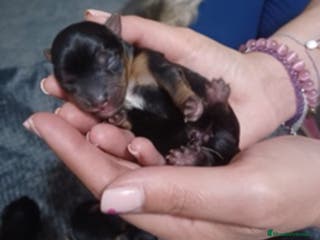 Yorkshire Terrier perros IMPRESIONANTES YORSHIRE TOYS en Alicante - Anuncio 5