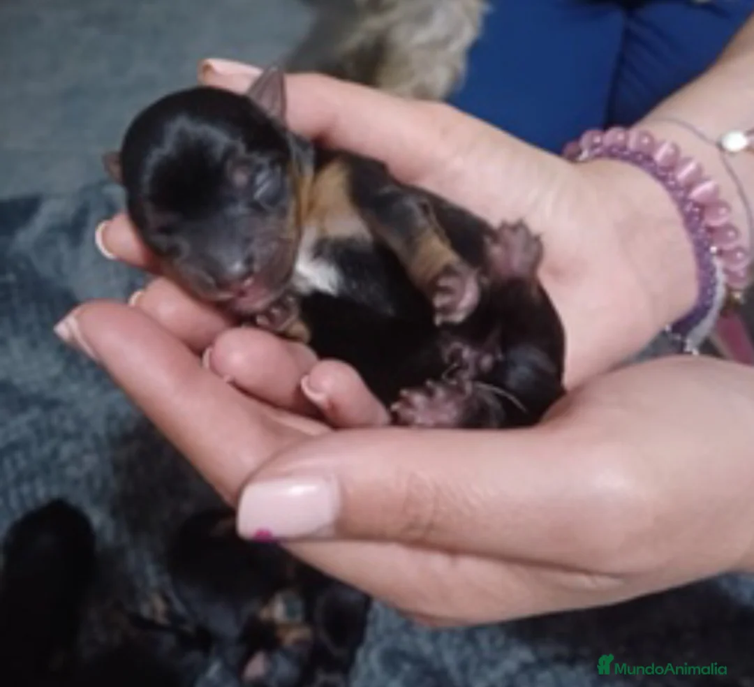 Yorkshire Terrier perros en venta: IMPRESIONANTES YORSHIRE TOYS en Alicante - Anuncio 1