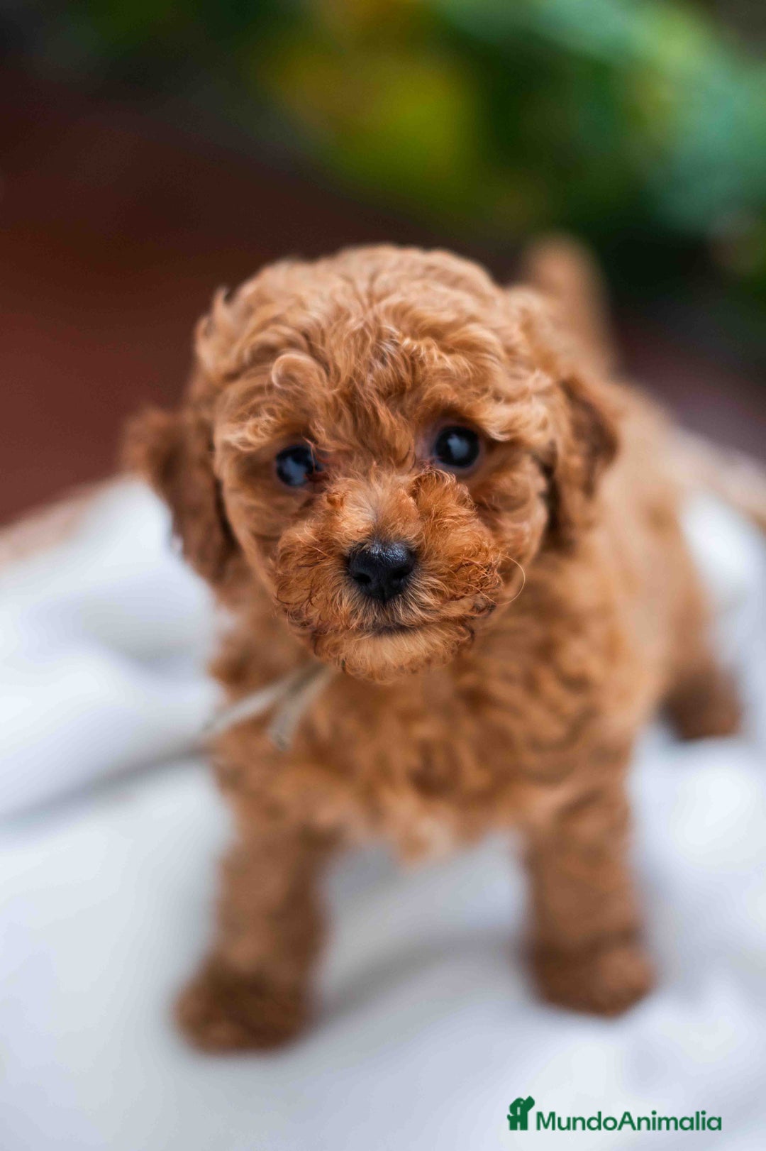 Caniche Toy perros en venta: Caniche toy Hembra - Anuncio 9