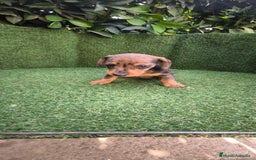 Teckel Miniatura perros en venta: teckel miniatura  - Imagen 18