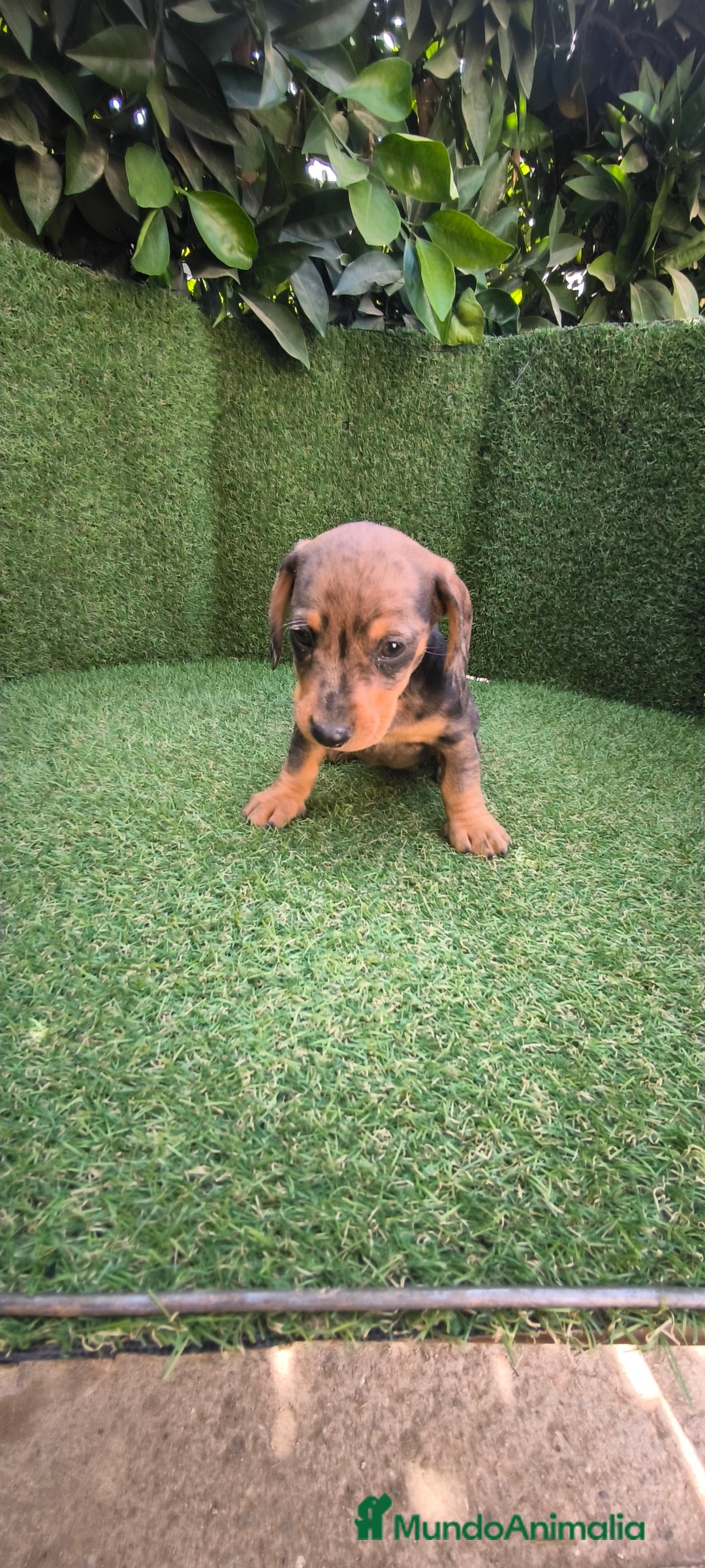 Teckel Miniatura perros en venta: teckel miniatura  - Imagen 18