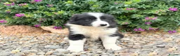 Border Collie perros en venta: BORDER COLLIE - Anuncio 3