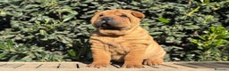 Shar Pei perros en venta: SHAR PEI CACHORRITOS en Málaga - Anuncio 5