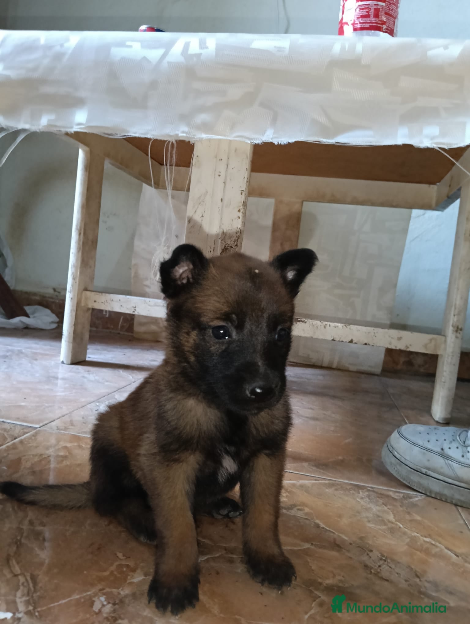 Pastor Belga Malinois perros Disponible Pastores belga malinois  - Anuncio 1