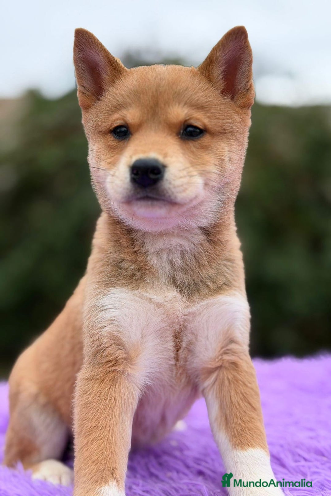 Labrador Retriever perros en venta: SHIBA INU ROJOS DISPONIBLES - Anuncio 3