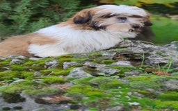 Shih Tzu perros en venta: Shit tzu de 5 meses disponible!! - Imagen 6