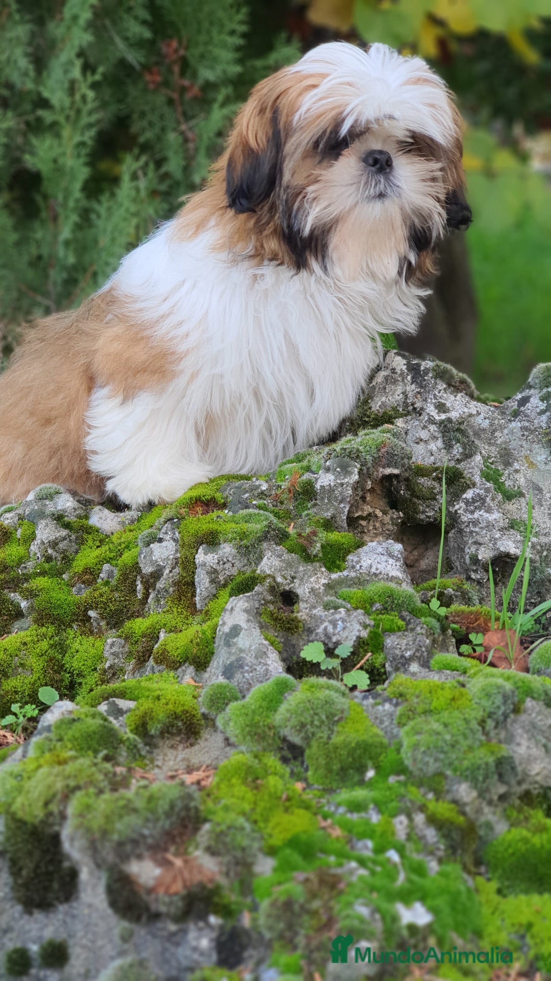Shih Tzu perros en venta: Shit tzu de 5 meses disponible!! - Imagen 6