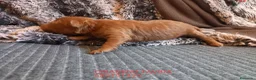 Caniche Toy perros en venta: Caniche Rojo. Poodle. - Anuncio 4
