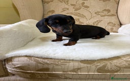 Teckel Miniatura perros en venta: Teckel miniatura varios colores  - Imagen 8