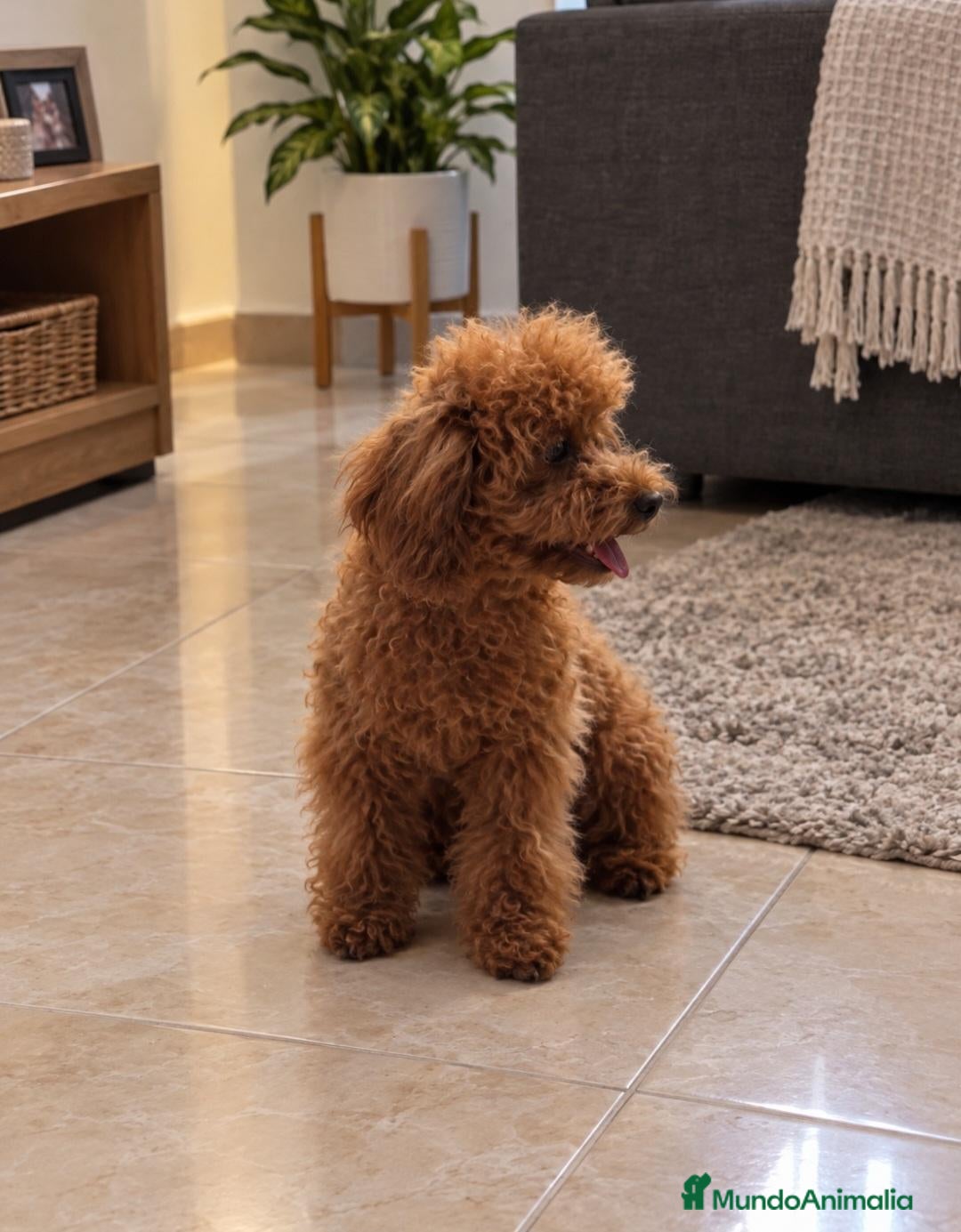 Caniche Toy perros Caniche Toy - Anuncio 2