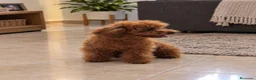 Caniche Toy perros en venta: Caniche Toy - Anuncio 2