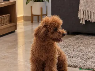 Caniche Toy perros Caniche Toy - Anuncio 2